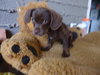 Murdock (Puppy)