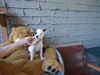 Mikey (Puppy)