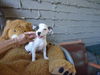 Mikey (Puppy)