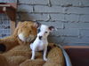 Mikey (Puppy)