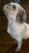 Milo (Ritzy GrandPaws)