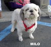 Milo (Ritzy GrandPaws)