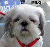 Milo (Ritzy GrandPaws)