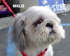 Milo (Ritzy GrandPaws)