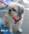 Milo (Ritzy GrandPaws)