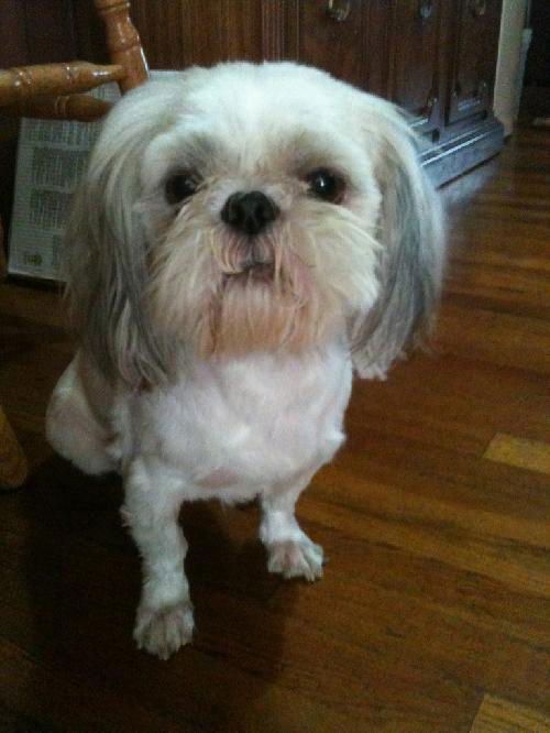 Milo (Ritzy GrandPaws)