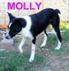 Molly