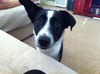 Molly