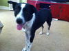Molly