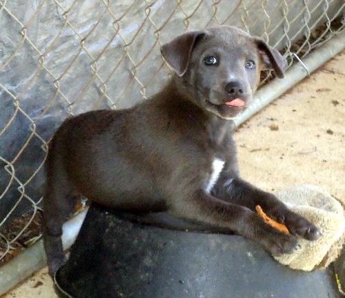 Smoky Sue (Puppy)