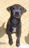 Smoky Sue (Puppy)