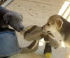 Smoky Sue (Puppy)