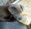 Smoky Sue (Puppy)