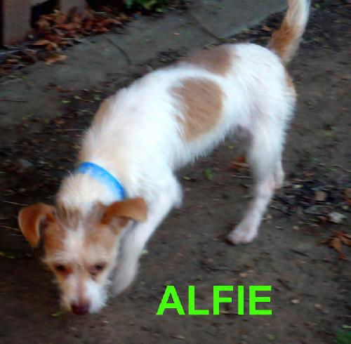 Alfie