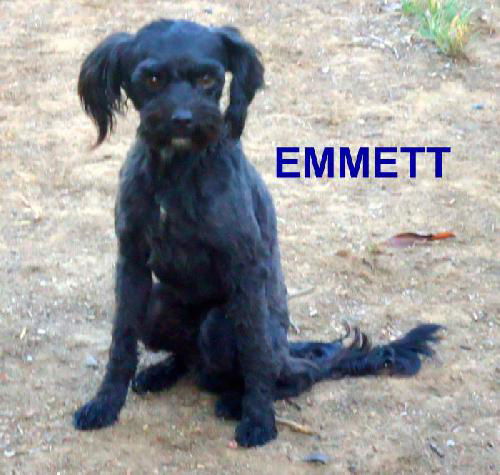 Emmett (Ritzy)