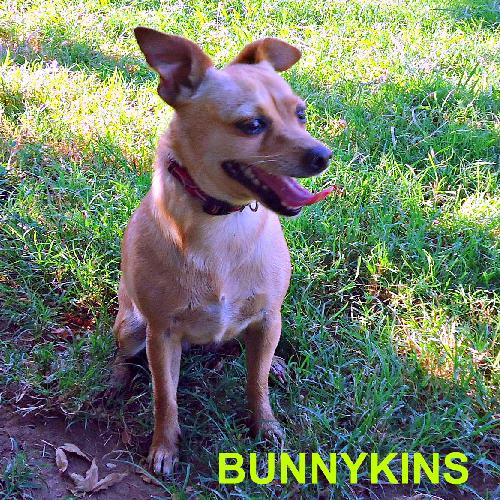 Bunnykins