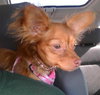 Sophie (Ritzy)