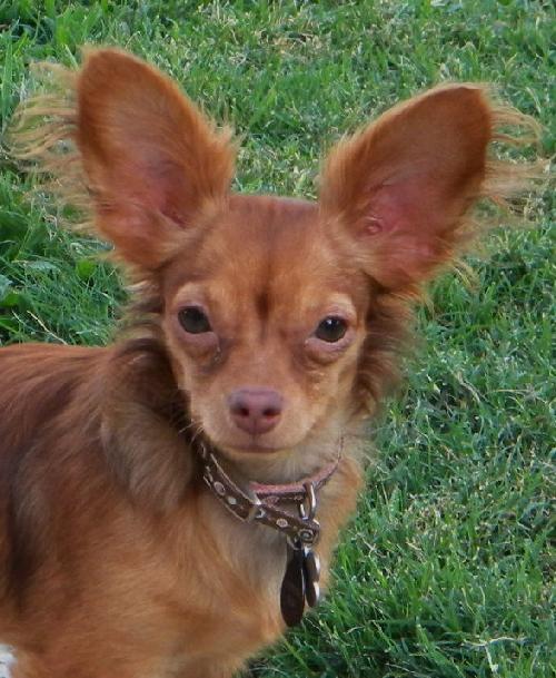 Sophie (Ritzy)