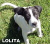 Lolita (Puppy)