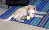McCloud (Puppy)