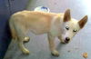 McCloud (Puppy)