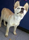 McCloud (Puppy)