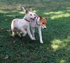 McCloud (Puppy)