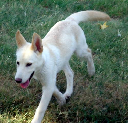 McCloud (Puppy)