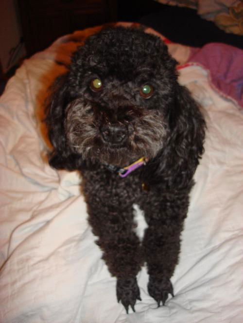 Marvin (Ritzy)