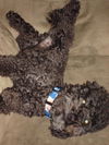 Marvin (Ritzy)