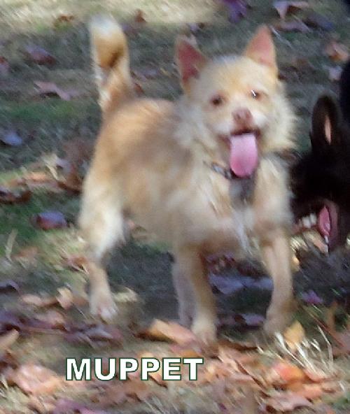 Muppet