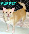 Muppet