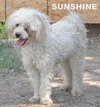Sunshine (Ritzy)