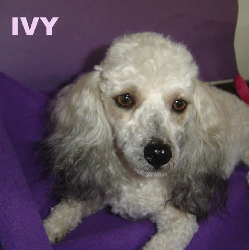 Ivy (Ritzy)