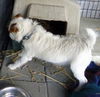 Brownie (Ritzy)