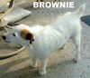 Brownie (Ritzy)