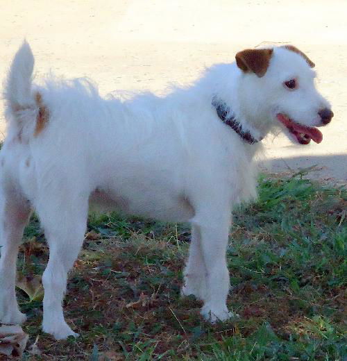 Brownie (Ritzy)