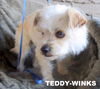 TEDDY-WINKS