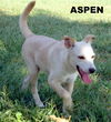 Aspen