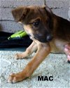Mac (Puppy)