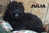 Julia (Ritzy)