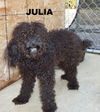 Julia (Ritzy)