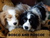 Bosco and Roscoe (Posh Puppy)