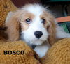 Bosco and Roscoe (Posh Puppy)
