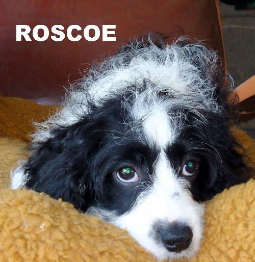 Bosco and Roscoe (Posh Puppy)