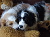 Bosco and Roscoe (Posh Puppy)