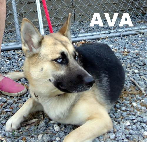 Ava