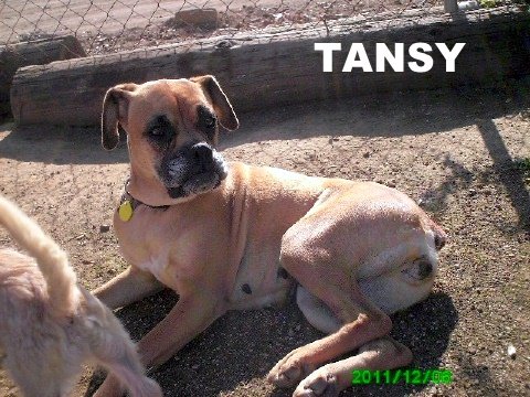 Tansy (Ritzy)