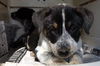 Cow Pups (Puppy)