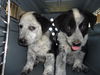 Cow Pups (Puppy)